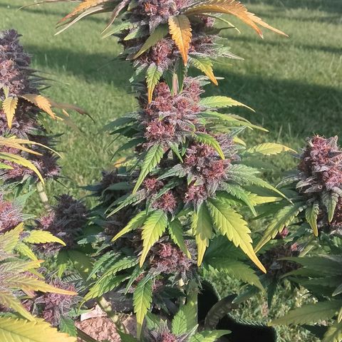 Banana Joeanna growlog timeline photo