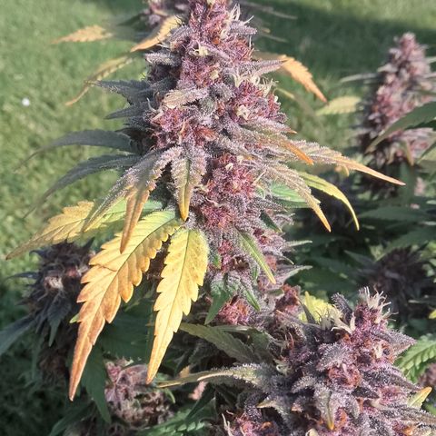 Banana Joeanna growlog timeline photo