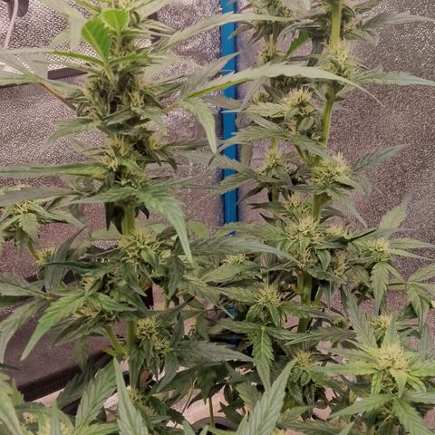 Orange Apricot Glue XL Auto growlog timeline photo