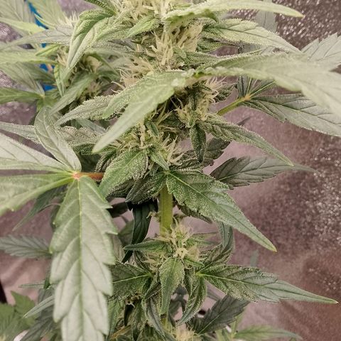 Orange Apricot Glue XL Auto growlog timeline photo
