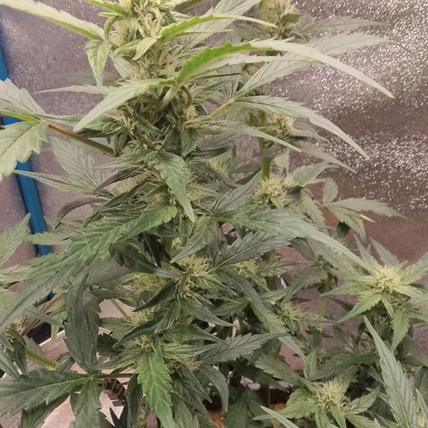 Orange Apricot Glue XL Auto growlog timeline photo