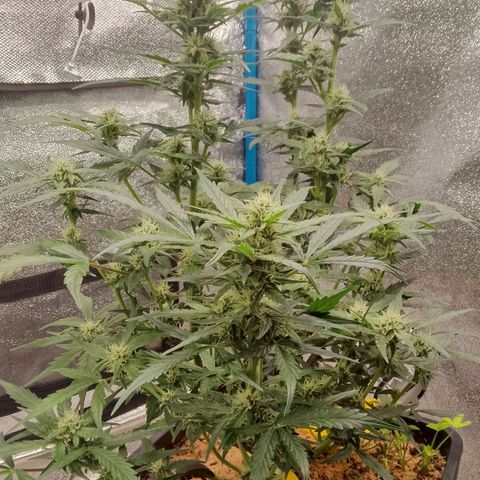 Orange Apricot Glue XL Auto growlog timeline photo