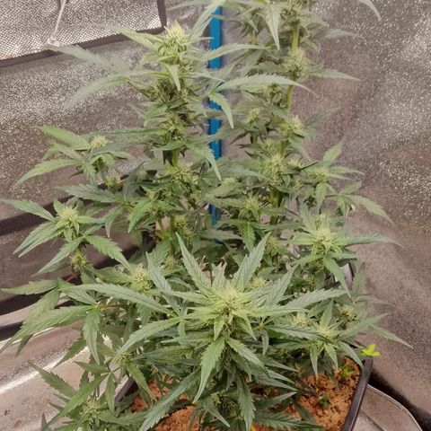 Orange Apricot Glue XL Auto growlog timeline photo