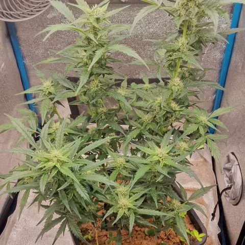 Orange Apricot Glue XL Auto growlog timeline photo