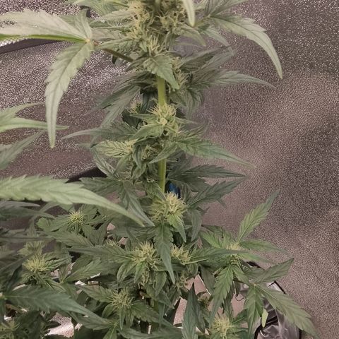 Orange Apricot Glue XL Auto growlog timeline photo