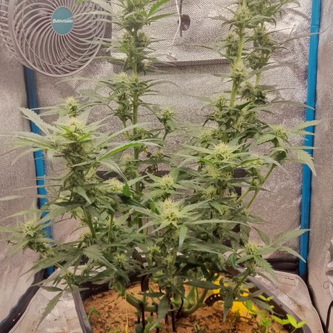 Orange Apricot Glue XL Auto growlog timeline photo