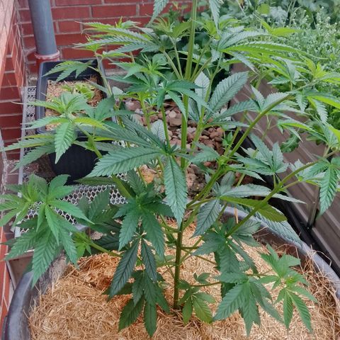 Doobies Pie growlog timeline photo