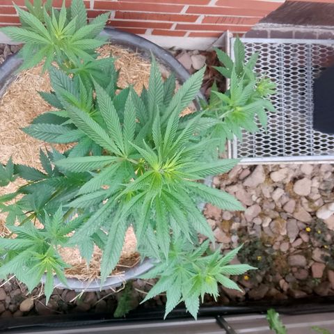Doobies Pie growlog timeline photo