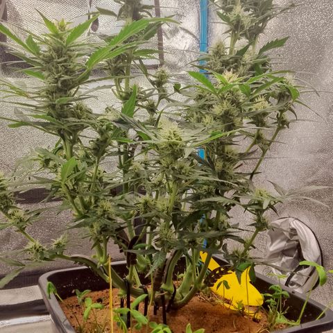 Orange Apricot Glue XL Auto growlog timeline photo