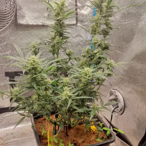 Orange Apricot Glue XL Auto growlog timeline photo