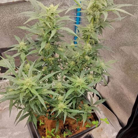 Orange Apricot Glue XL Auto growlog timeline photo