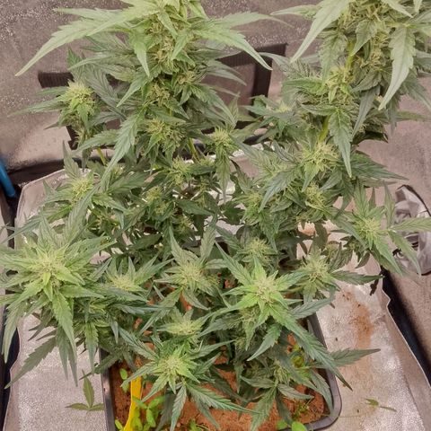 Orange Apricot Glue XL Auto growlog timeline photo