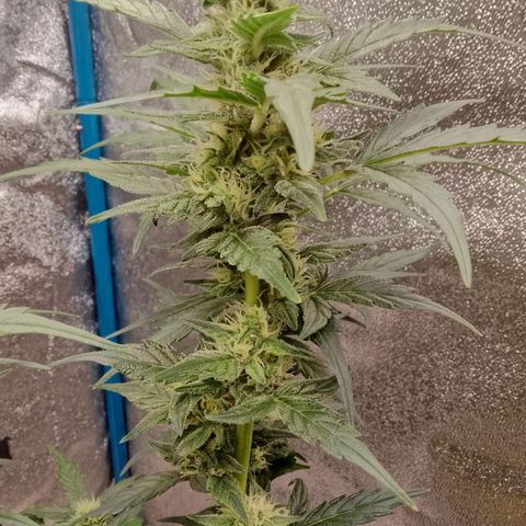 Orange Apricot Glue XL Auto growlog timeline photo