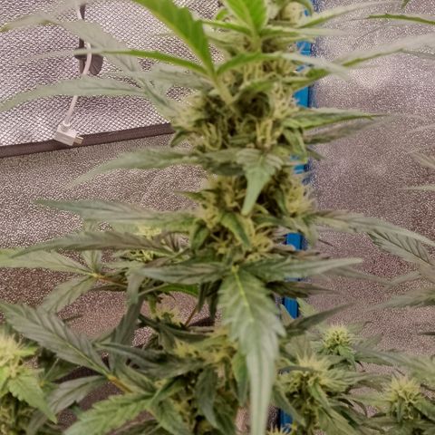 Orange Apricot Glue XL Auto growlog timeline photo