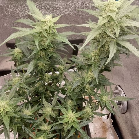 Orange Apricot Glue XL Auto growlog timeline photo