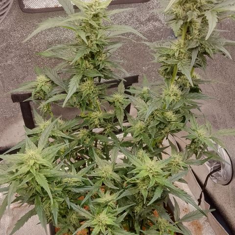 Orange Apricot Glue XL Auto growlog timeline photo