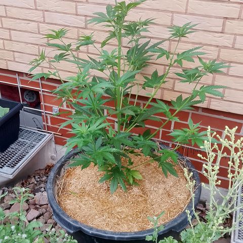 Doobies Pie growlog timeline photo