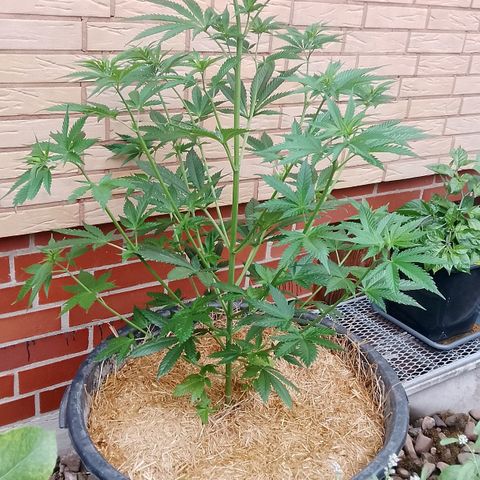 Doobies Pie growlog timeline photo