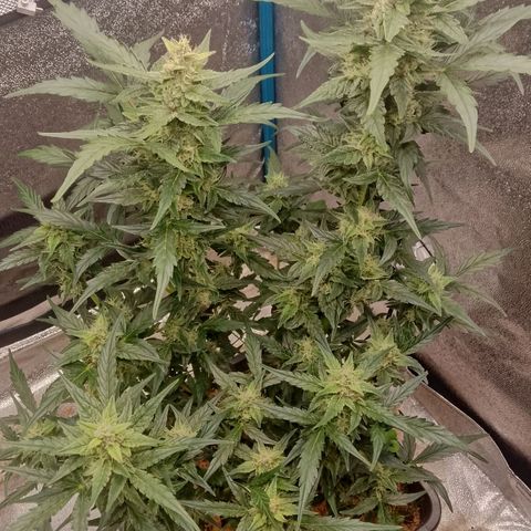 Orange Apricot Glue XL Auto growlog timeline photo