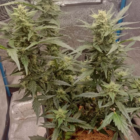 Orange Apricot Glue XL Auto growlog timeline photo