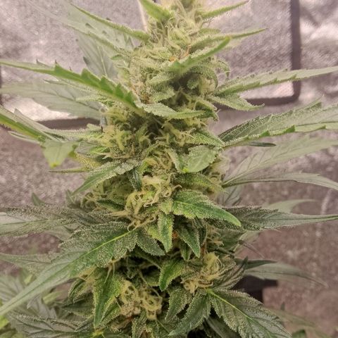 Orange Apricot Glue XL Auto growlog timeline photo