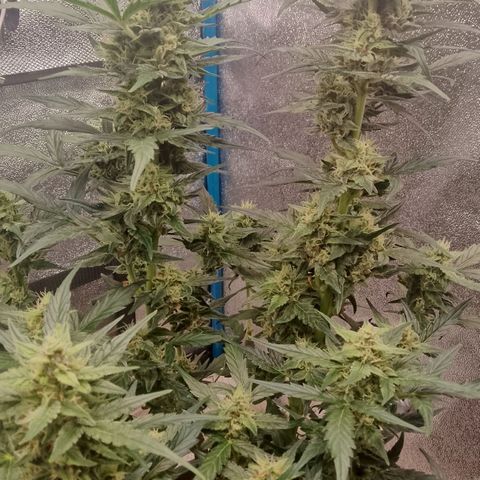 Orange Apricot Glue XL Auto growlog timeline photo