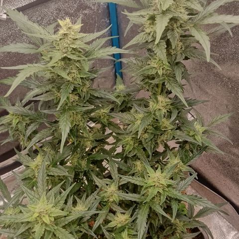 Orange Apricot Glue XL Auto growlog timeline photo