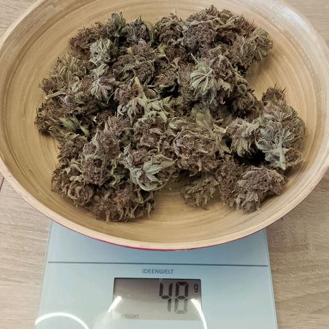 Banana Joeanna growlog timeline photo