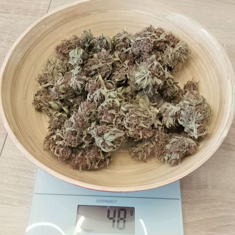 Banana Joeanna growlog timeline photo