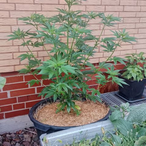 Doobies Pie growlog timeline photo