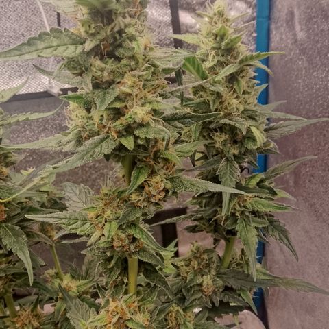 Orange Apricot Glue XL Auto growlog timeline photo