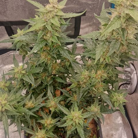 Orange Apricot Glue XL Auto growlog timeline photo