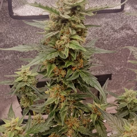 Orange Apricot Glue XL Auto growlog timeline photo