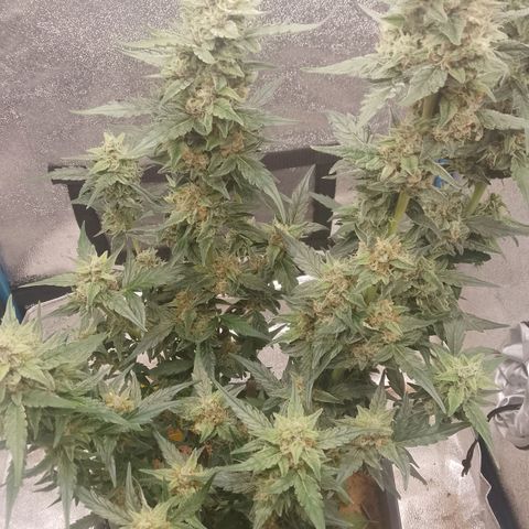 Orange Apricot Glue XL Auto growlog timeline photo