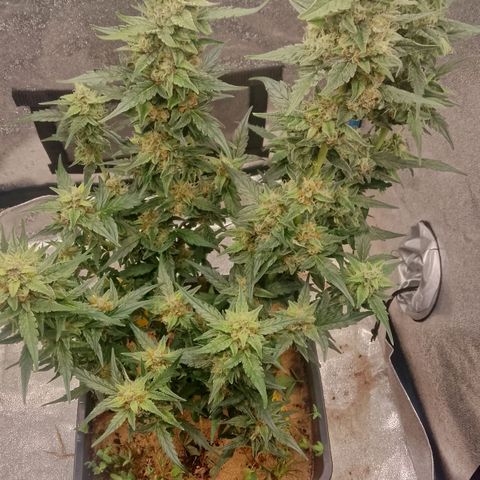 Orange Apricot Glue XL Auto growlog timeline photo