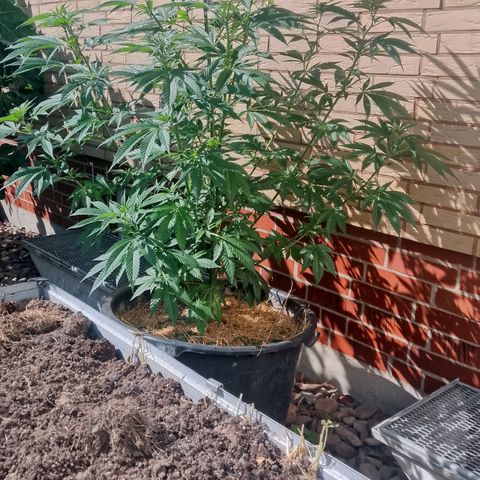Doobies Pie growlog timeline photo