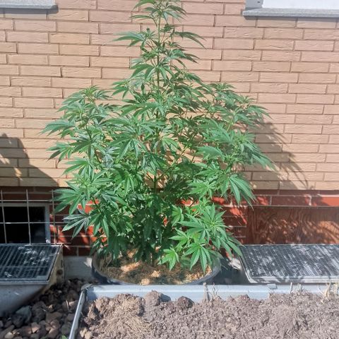Doobies Pie growlog timeline photo