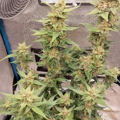 Orange Apricot Glue XL Auto growlog timeline photo