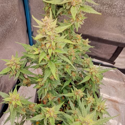 Orange Apricot Glue XL Auto growlog timeline photo