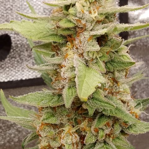 Orange Apricot Glue XL Auto growlog timeline photo