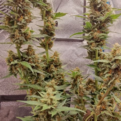 Orange Apricot Glue XL Auto growlog timeline photo
