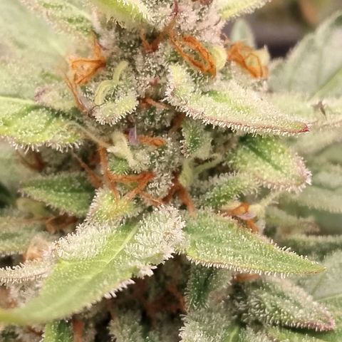 Orange Apricot Glue XL Auto growlog timeline photo