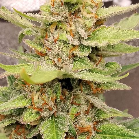 Orange Apricot Glue XL Auto growlog timeline photo