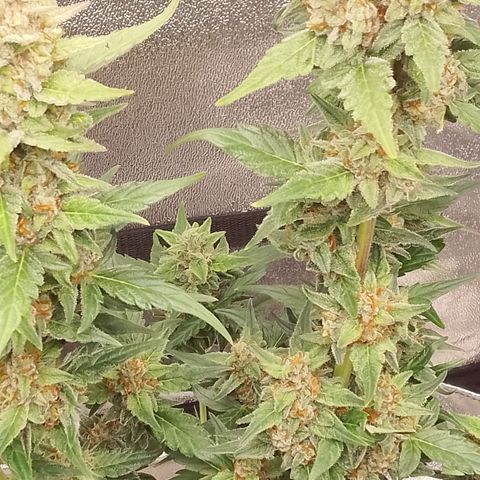 Orange Apricot Glue XL Auto growlog timeline photo