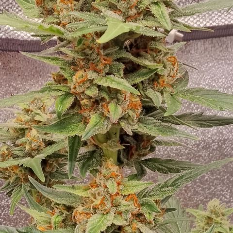 Orange Apricot Glue XL Auto growlog timeline photo