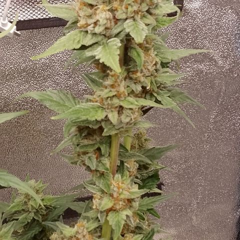 Orange Apricot Glue XL Auto growlog timeline photo