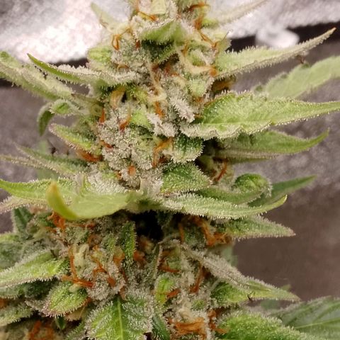 Orange Apricot Glue XL Auto growlog timeline photo