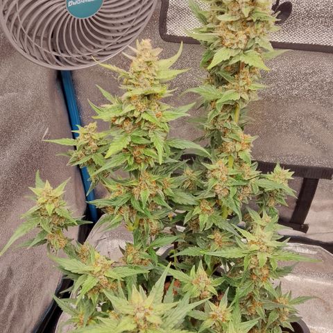 Orange Apricot Glue XL Auto growlog timeline photo