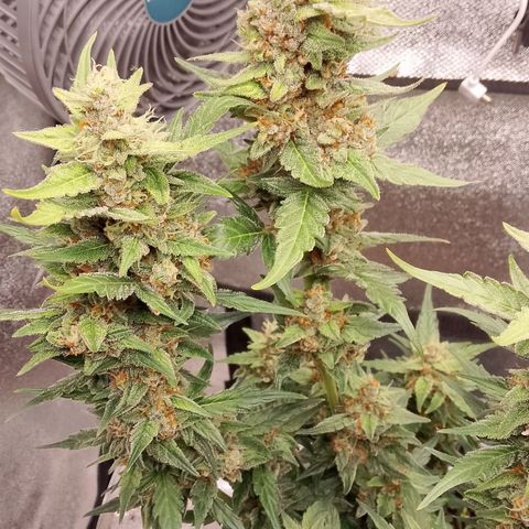 Orange Apricot Glue XL Auto growlog timeline photo