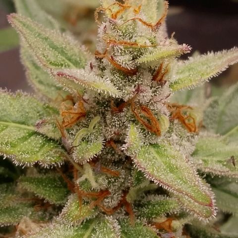 Orange Apricot Glue XL Auto growlog timeline photo